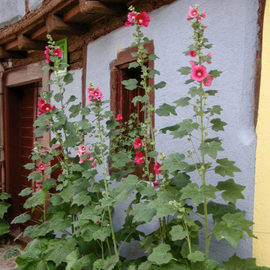 Alcea rosea 'Chater's Double' rouge
