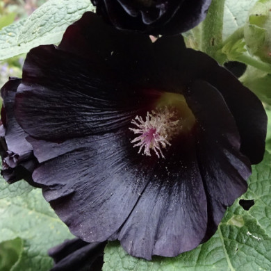 Alcea rosea 'Nigra' noire