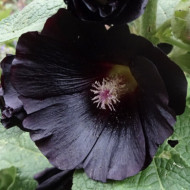 Alcea rosea 'Nigra' noire
