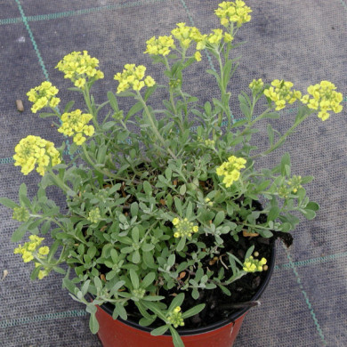 Alyssum montanum