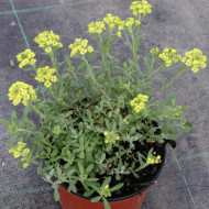 Alyssum montanum