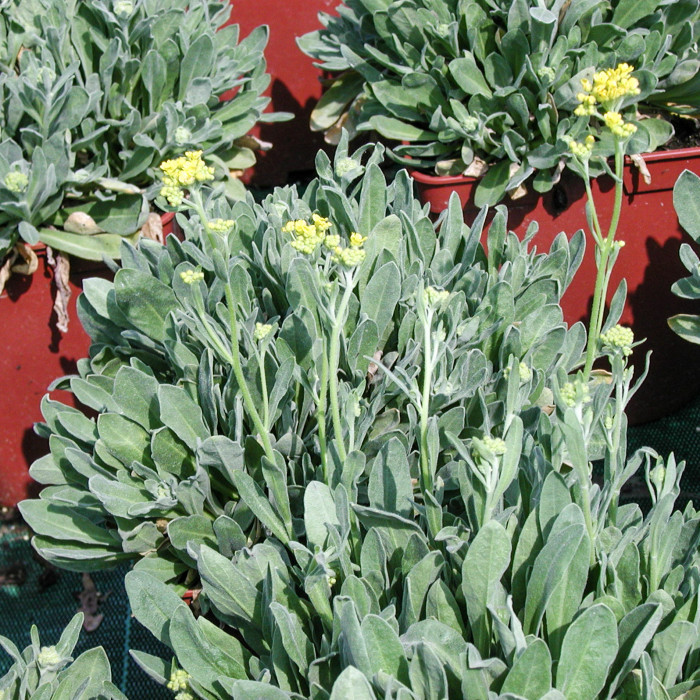 Aurinia saxatilis