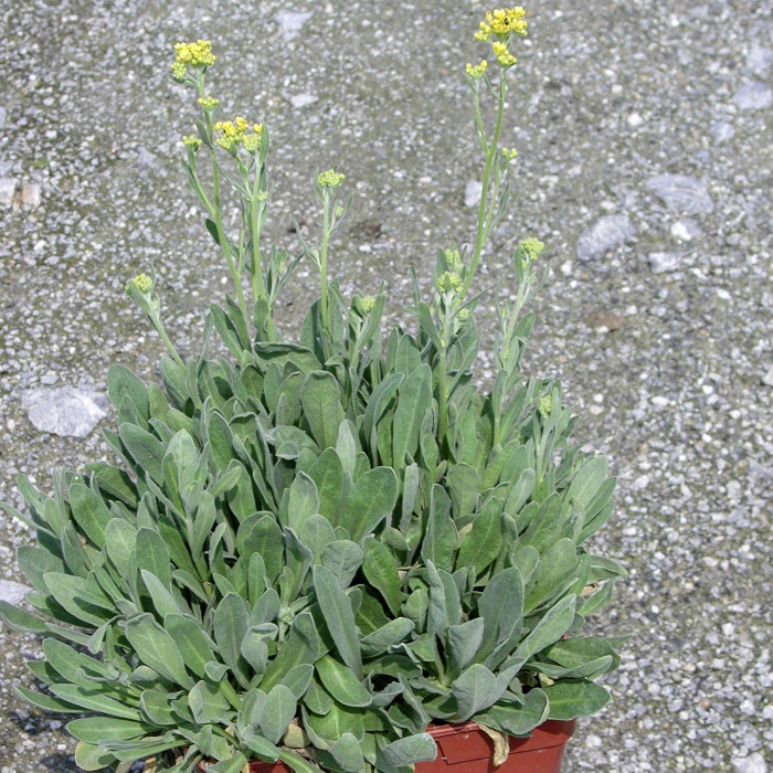 Aurinia saxatilis