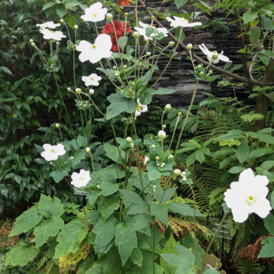 Anemone x hybrida 'Honorine Jobert'