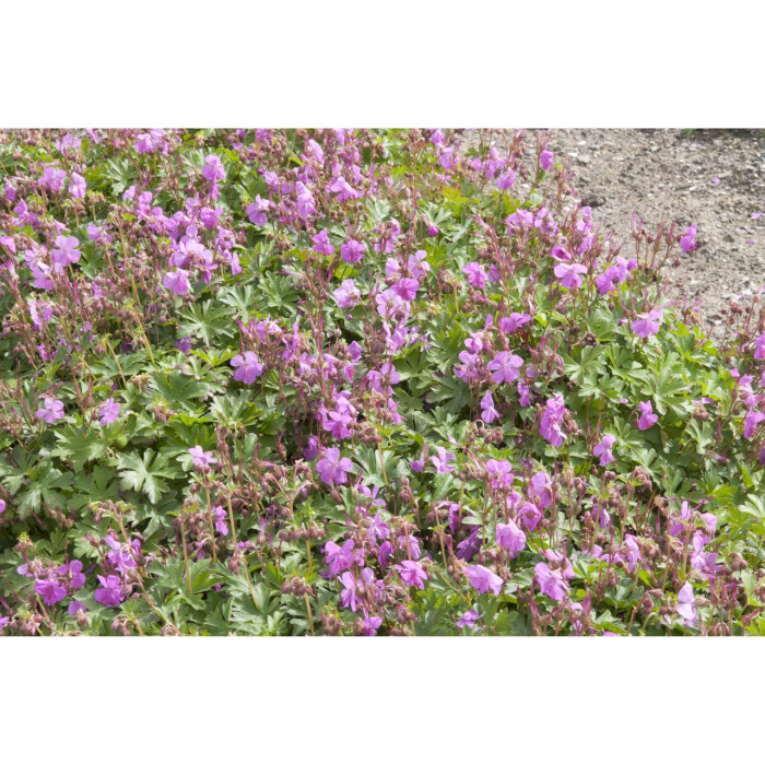 Geranium dalmaticum
