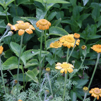 Anthemis sancti-johannis