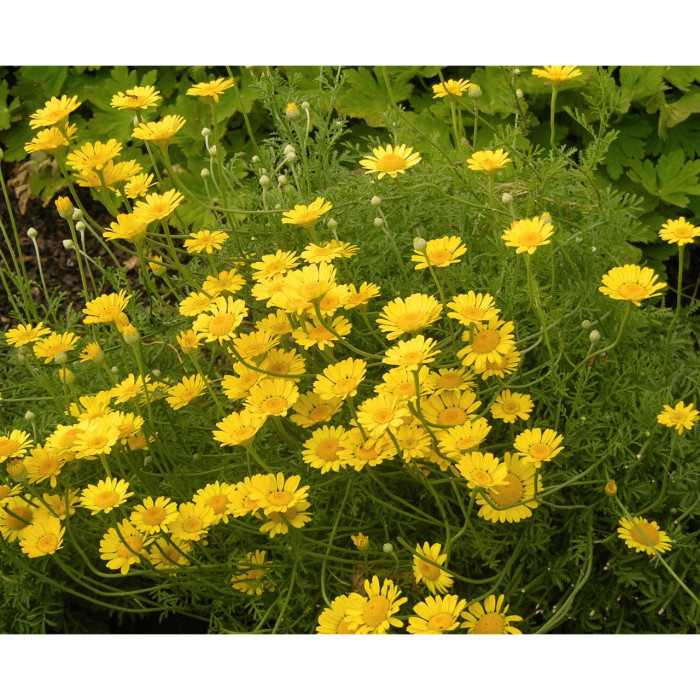 Anthemis x hybrida 'Kelwayi'