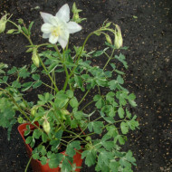 Aquilegia 'Silver Queen'