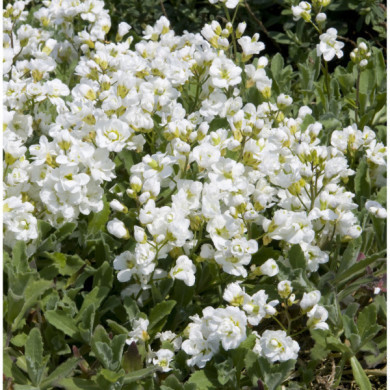 Arabis caucasica caucasica 'Plena'