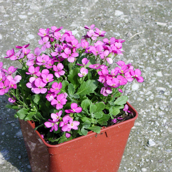 Arabis caucasica 'Rosea'