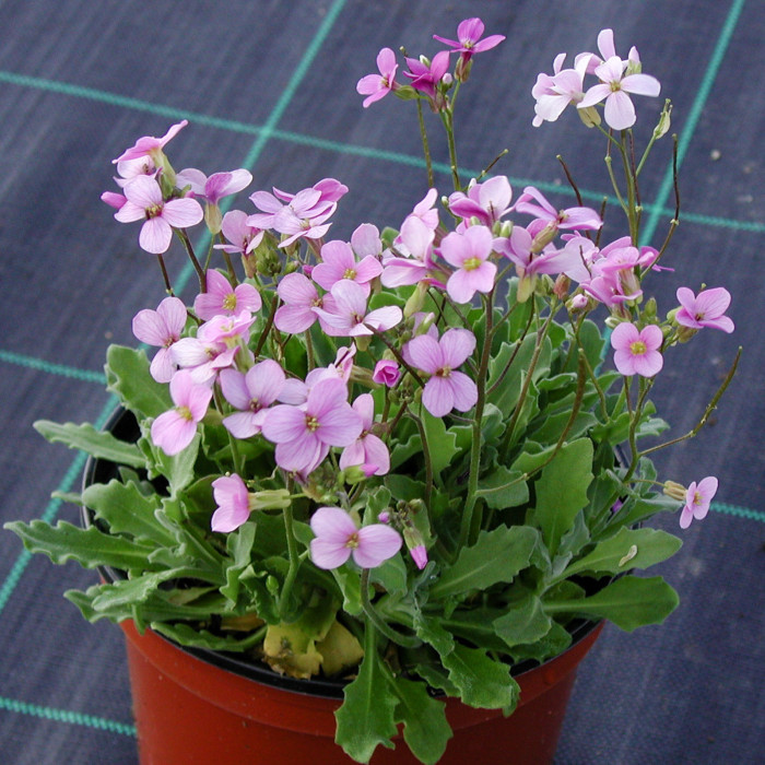 Arabis caucasica 'Rosea'