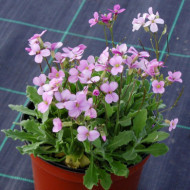 Arabis caucasica 'Rosea'