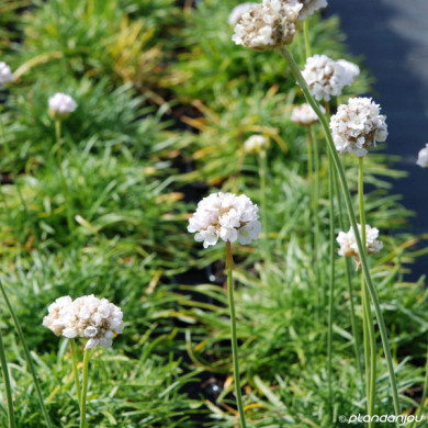 Armeria maritima 'Alba'
