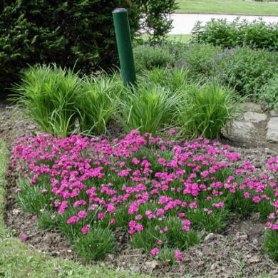 Armeria maritima 'Düsseldorfer Stolz'