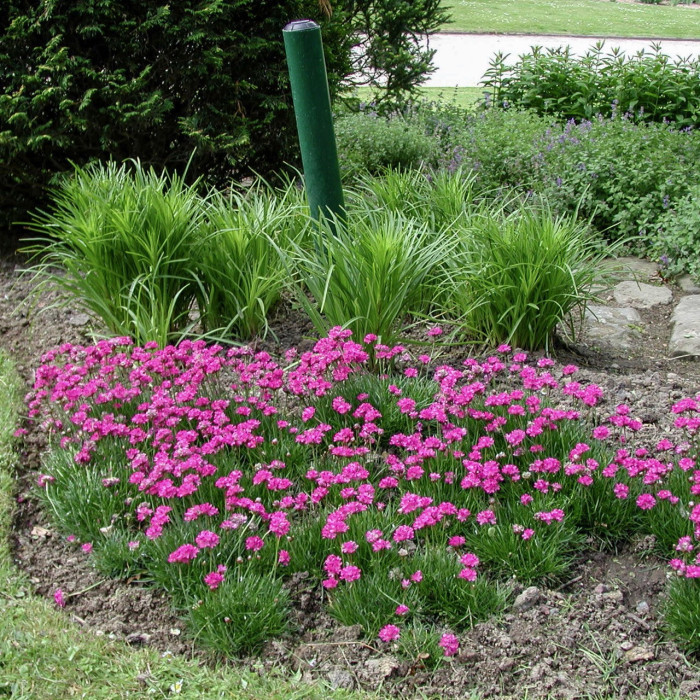 Armeria maritima 'Düsseldorfer Stolz'