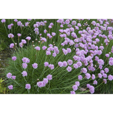 Armeria maritima 'Rosea'