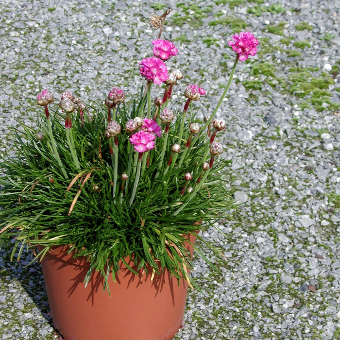 Splendens Armeria maritima 'Splendens'