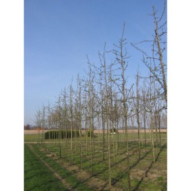 Malus 'Professor Sprenger'