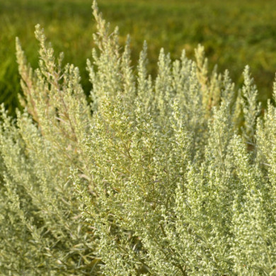Artemisia ludoviciana 'Silver Queen'