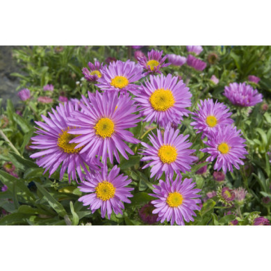 Aster alpinus 'Happy End'
