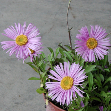 Aster alpinus 'Happy End'