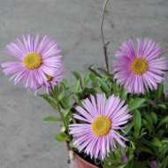 Aster alpinus 'Happy End'