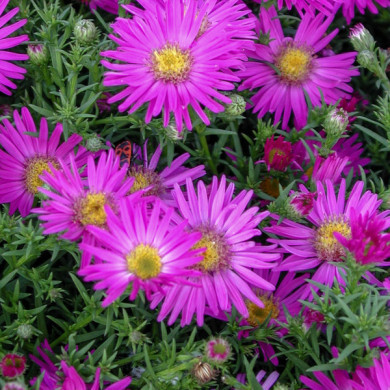 Aster 'Alice Haslam' (dumosus group)
