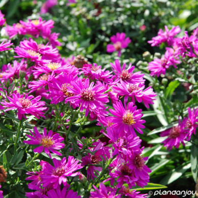 Aster 'Jenny' (dumosus group)