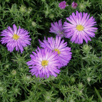 Aster 'Lady in Blue' (dumosus group)
