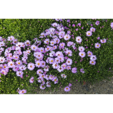 Aster 'Marjorie'