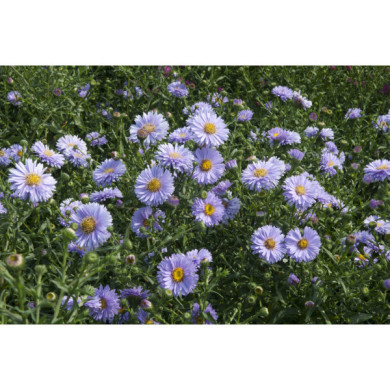 Aster novi belgii 'Ada Ballard'