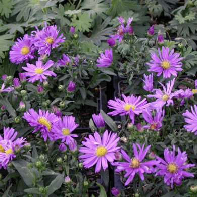 Aster novi belgii 'Eventide'