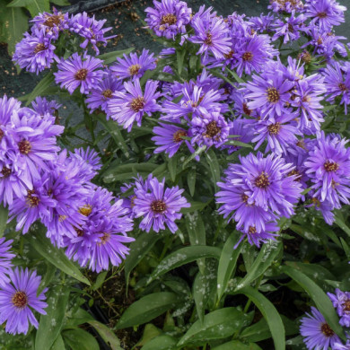Aster novi belgii 'Eventide'