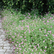 Geranium endressii