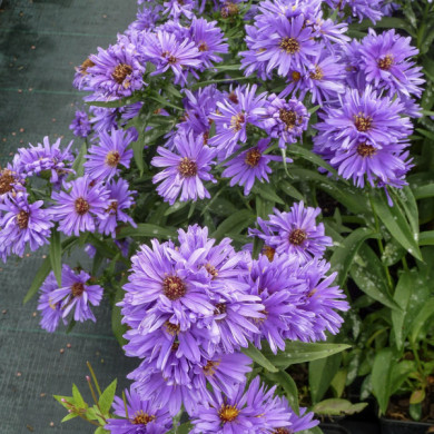 Aster novi belgii 'Eventide'