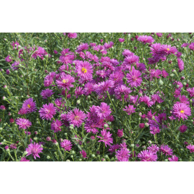 Aster novi belgii 'Freda Ballard'