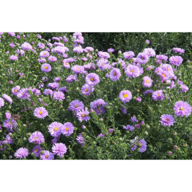 Aster novi belgii 'Patricia Ballard'
