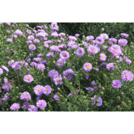 Aster novi belgii 'Patricia Ballard'