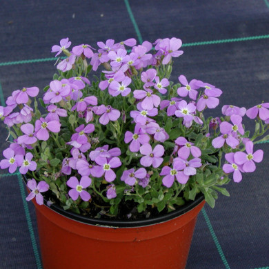 Aubrieta 'Royal Blue'