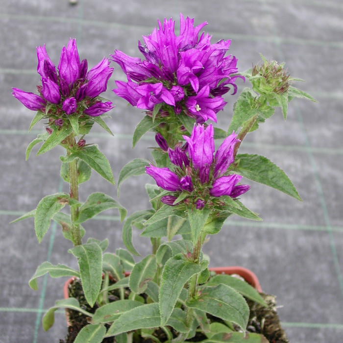 Campanula glomerata 'Superba'