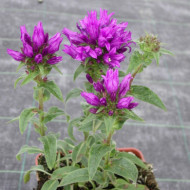 Campanula glomerata 'Superba'