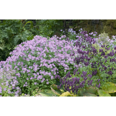 Campanula lactiflora 'Loddon Anna'