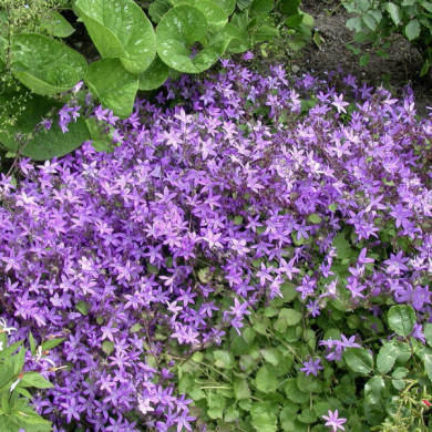 Campanula lactiflora var. macrantha