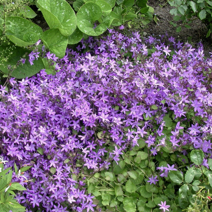 Campanula lactiflora var. macrantha
