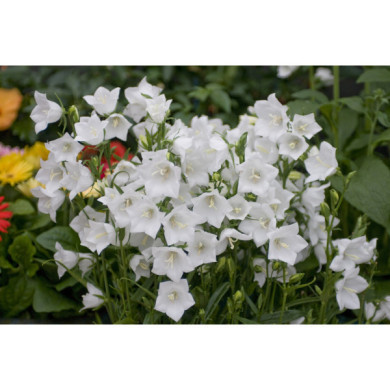 Campanula persicifolia 'Alba'