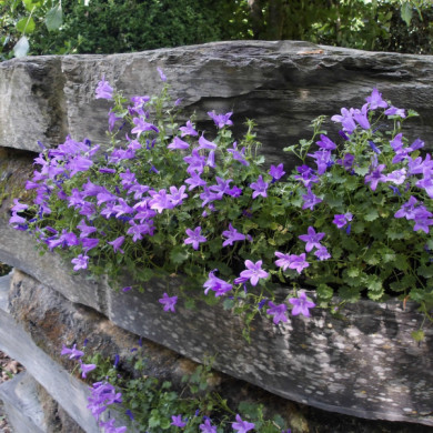 Campanula portenschlagiana