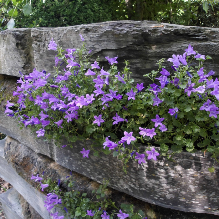 Campanula portenschlagiana