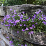 Campanula portenschlagiana