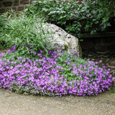 Campanula portenschlagiana