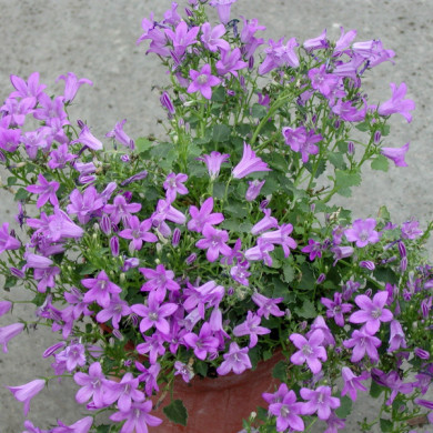 Campanula portenschlagiana